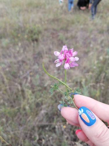 purple crownvetch