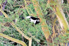 Colobus guereza matschiei