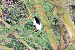 Colobus guereza matschiei