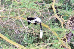 Colobus guereza matschiei