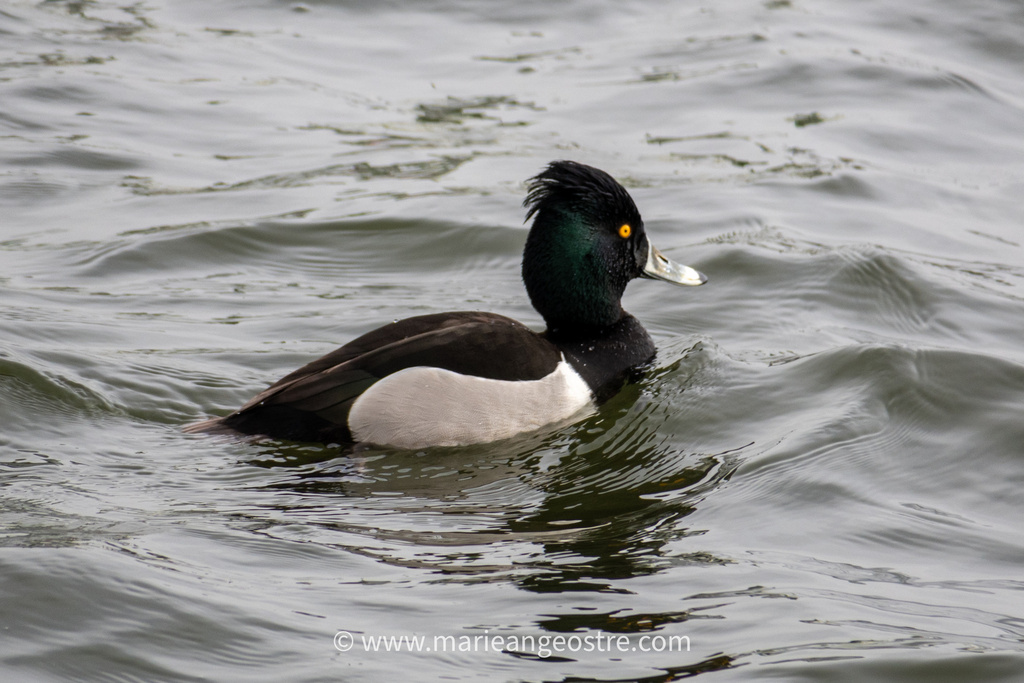 Ring-necked × Tufted Duck