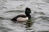Ring-necked × Tufted Duck - Photo (c) Marie-Ange Ostre, some rights reserved (CC BY-NC-SA), uploaded by Marie-Ange Ostre