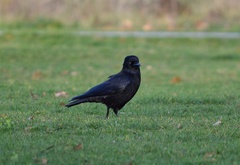 Corvus corone