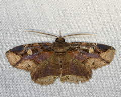 Peteroma denticulata