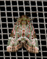 Chytonix splendens