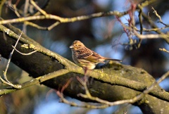 Emberiza citrinella