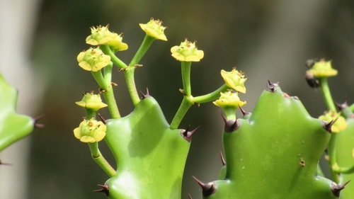 Mottled Spurge