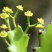 Mottled Spurge - Photo (c) FRANCISCO MIGUEL FARRIOLS ESTRADA, some rights reserved (CC BY-NC), uploaded by FRANCISCO MIGUEL FARRIOLS ESTRADA