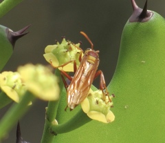 Polistes carnifex carnifex