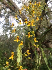Cyrtochilum densiflorum