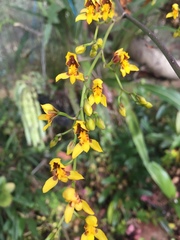 Cyrtochilum densiflorum