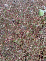 Euphorbia cerralvensis