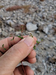 Euphorbia cerralvensis