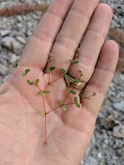 Euphorbia cerralvensis