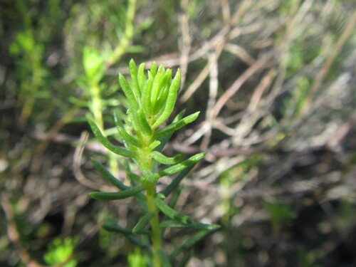 Image of Pteronia teretifolia by (c) douglaseustonbrown, some rights reserved (CC BY-SA)