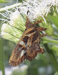 Anteros carausius carausius