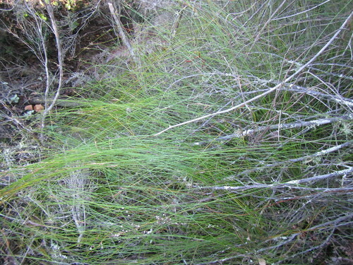 Image of Schoenus schonlandii by (c) douglaseustonbrown, some rights reserved (CC BY-SA)
