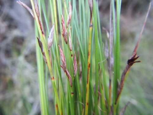 Eastern Veldrush (Schoenus schonlandii)
