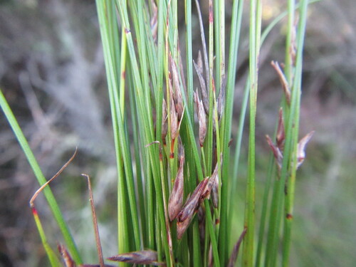 Image of Schoenus schonlandii by (c) douglaseustonbrown, some rights reserved (CC BY-SA)