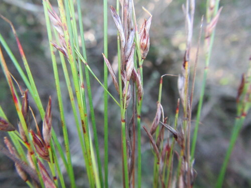 Image of Schoenus schonlandii by (c) douglaseustonbrown, some rights reserved (CC BY-SA)