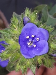 Hydrolea spinosa
