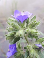 Hydrolea spinosa