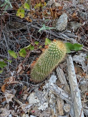 Mammillaria cerralboa