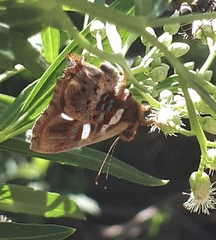 Anteros carausius carausius