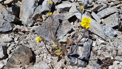 Myosotis australis