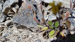 Myosotis australis