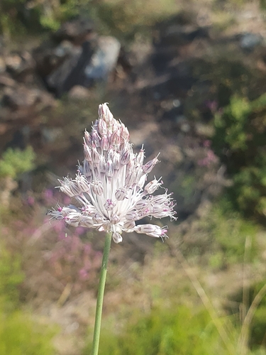 Image of Allium sardoum by (c) Martiño Cabana Otero, some rights reserved (CC BY)