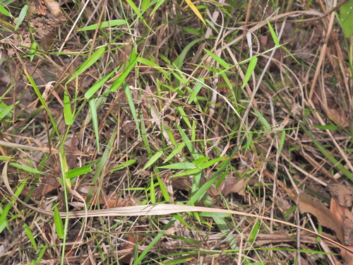 Image of Ottochloa gracillima by (c) Scott W. Gavins, some rights reserved (CC BY)