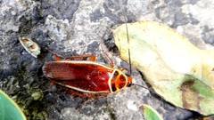 Pseudomops interceptus