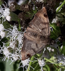 Arteurotia tractipennis tractipennis