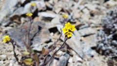 Myosotis australis