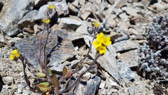 Myosotis australis