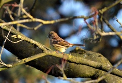 Emberiza citrinella