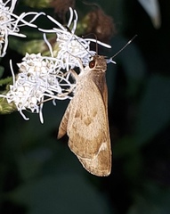 Callimormus saturnus