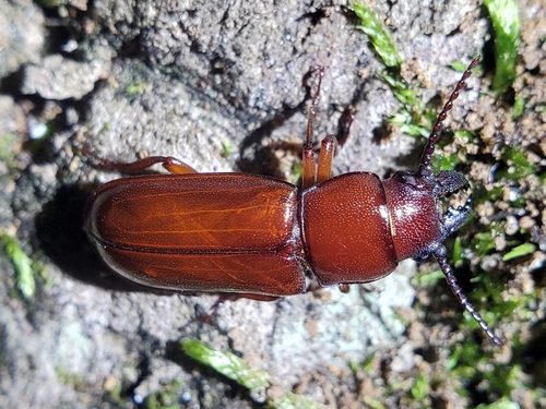 Pole Borer photo 5