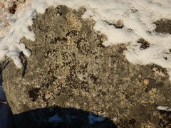 Rhizocarpon eupetraeum