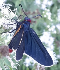Mysoria affinis