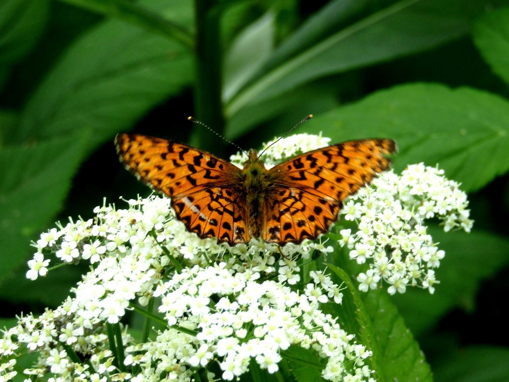 Titania's Fritillary from Кохма, Ивановская обл., Россия on July 1 ...