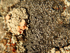 Rhizocarpon eupetraeum