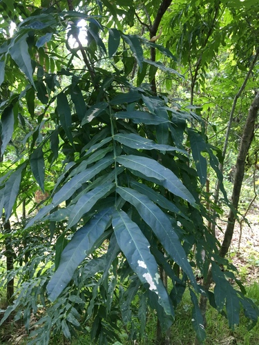 Mānele (Sapindus thurstonii)