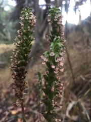 Cyclopogon peruvianus