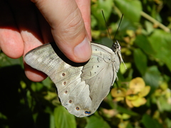 Archaeoprepona demophoon