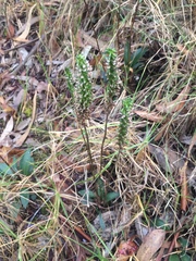 Cyclopogon peruvianus