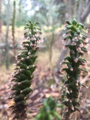 Cyclopogon peruvianus