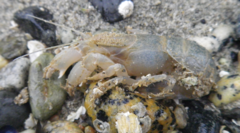 Upogebia pugettensis