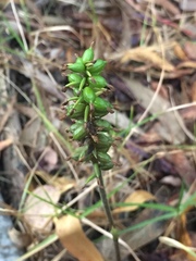 Cyclopogon peruvianus